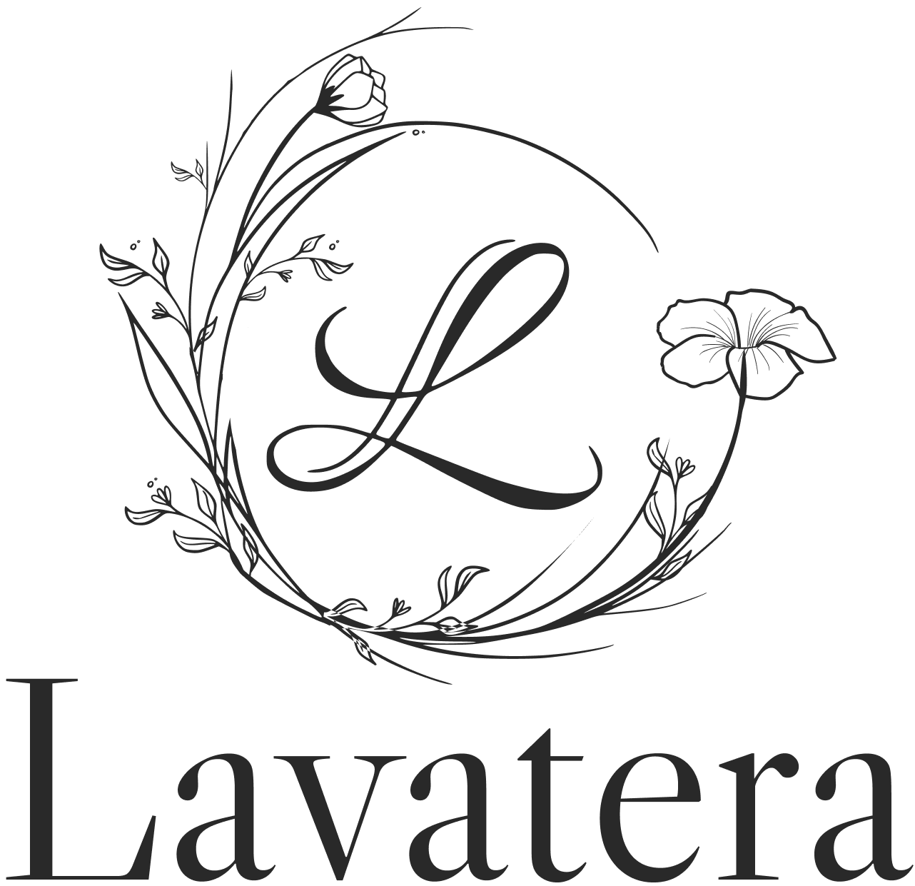 Lavatera